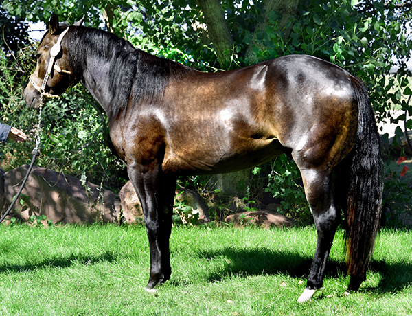 Black Hawke 2011 Blue Roan Stallion ~ Homozygous Roan ~ Standing at Stud